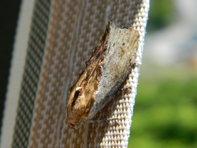 Lepidottero da identificare   - Galleria mellonella